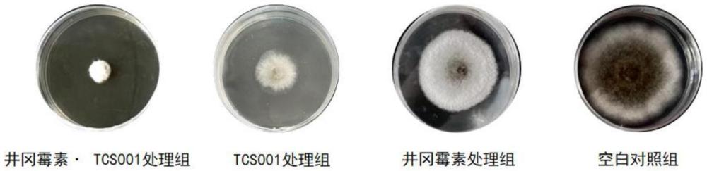 一种含有贝莱斯芽孢杆菌TCS001和井冈霉素的杀菌组合物及其应用